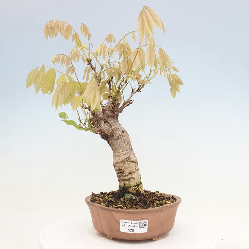 Vonkajšia bonsai - Vistarie kvetnatá - Wisteria floribunda