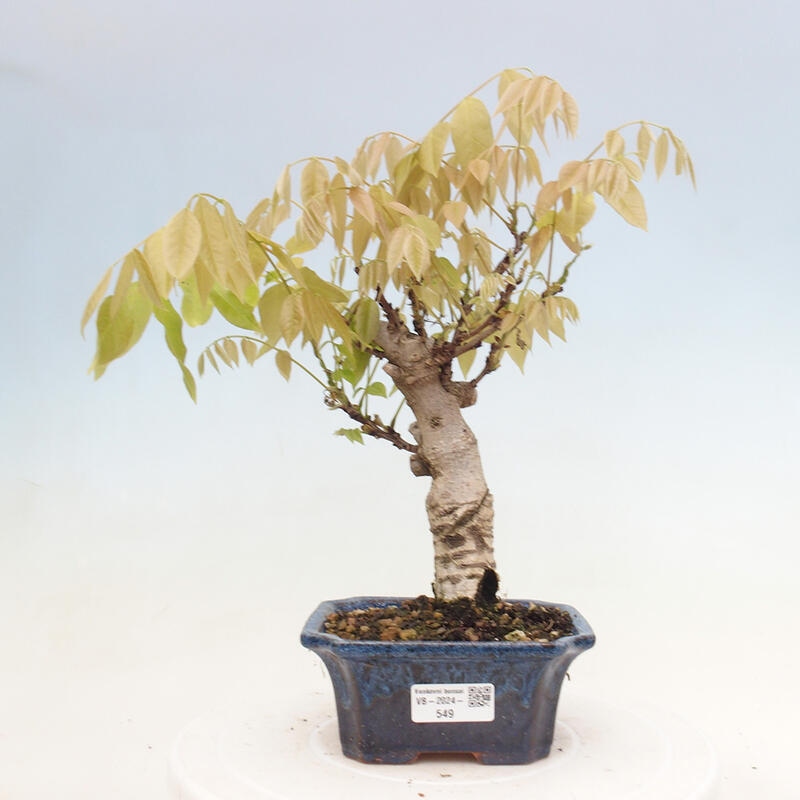 Vonkajšia bonsai - Vistarie kvetnatá - Wisteria floribunda