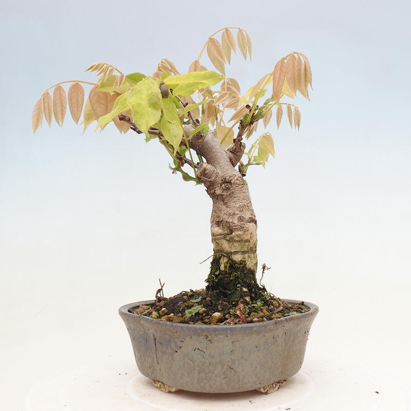 Vonkajšia bonsai - Vistarie kvetnatá - Wisteria floribunda