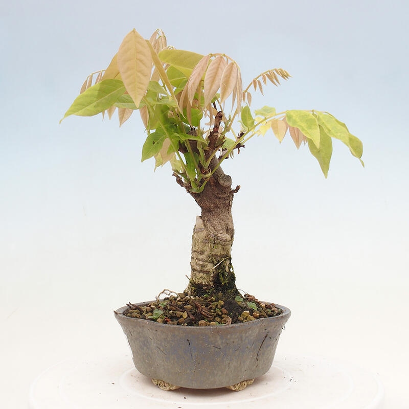 Vonkajšia bonsai - Vistarie kvetnatá - Wisteria floribunda