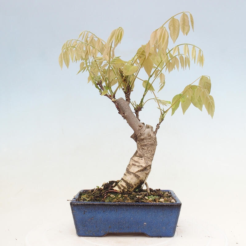 Vonkajšia bonsai - Vistarie kvetnatá - Wisteria floribunda