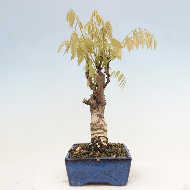 Vonkajšia bonsai - Vistarie kvetnatá - Wisteria floribunda