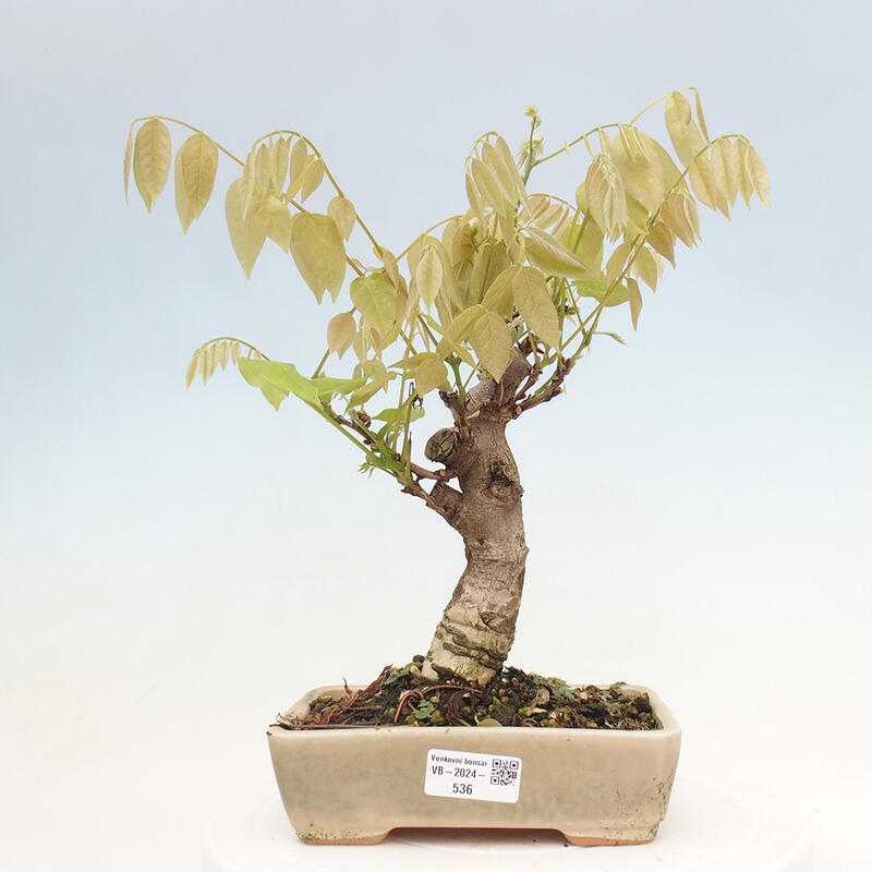 Vonkajšia bonsai - Vistarie kvetnatá - Wisteria floribunda