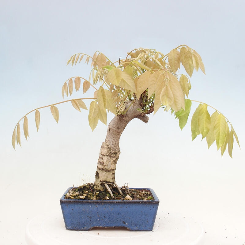 Vonkajšia bonsai - Vistarie kvetnatá - Wisteria floribunda