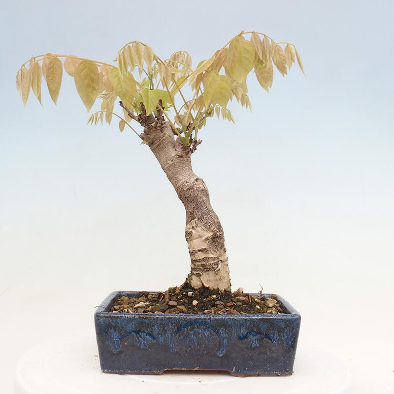 Vonkajšia bonsai - Vistarie kvetnatá - Wisteria floribunda