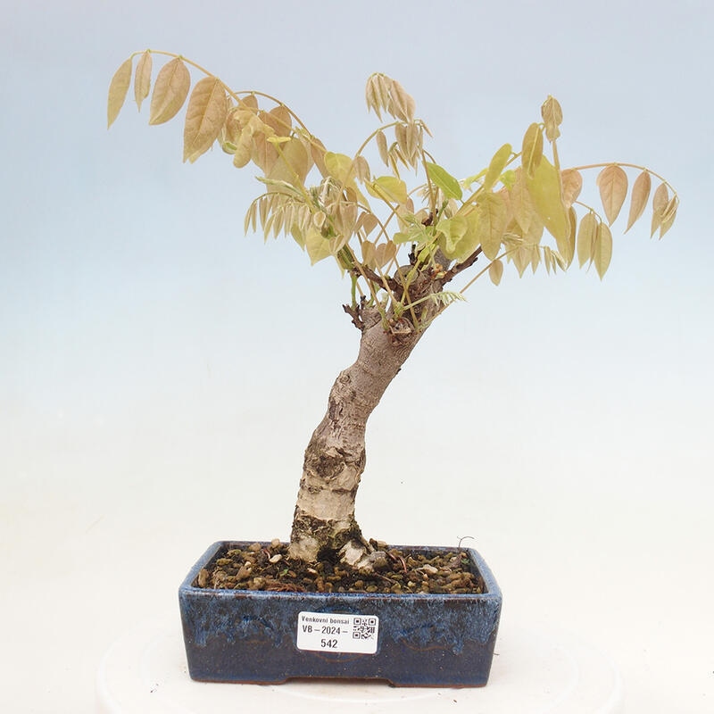 Vonkajšia bonsai - Vistarie kvetnatá - Wisteria floribunda