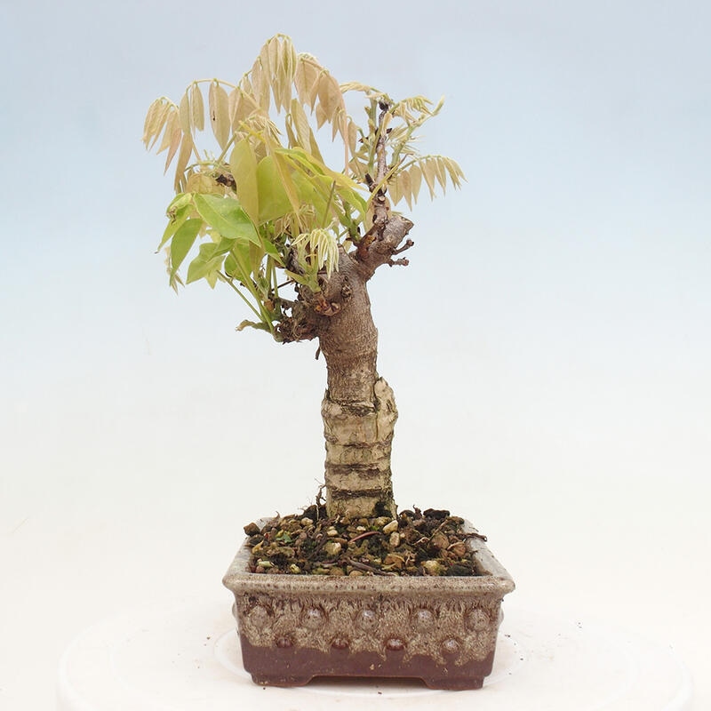 Vonkajšia bonsai - Vistarie kvetnatá - Wisteria floribunda