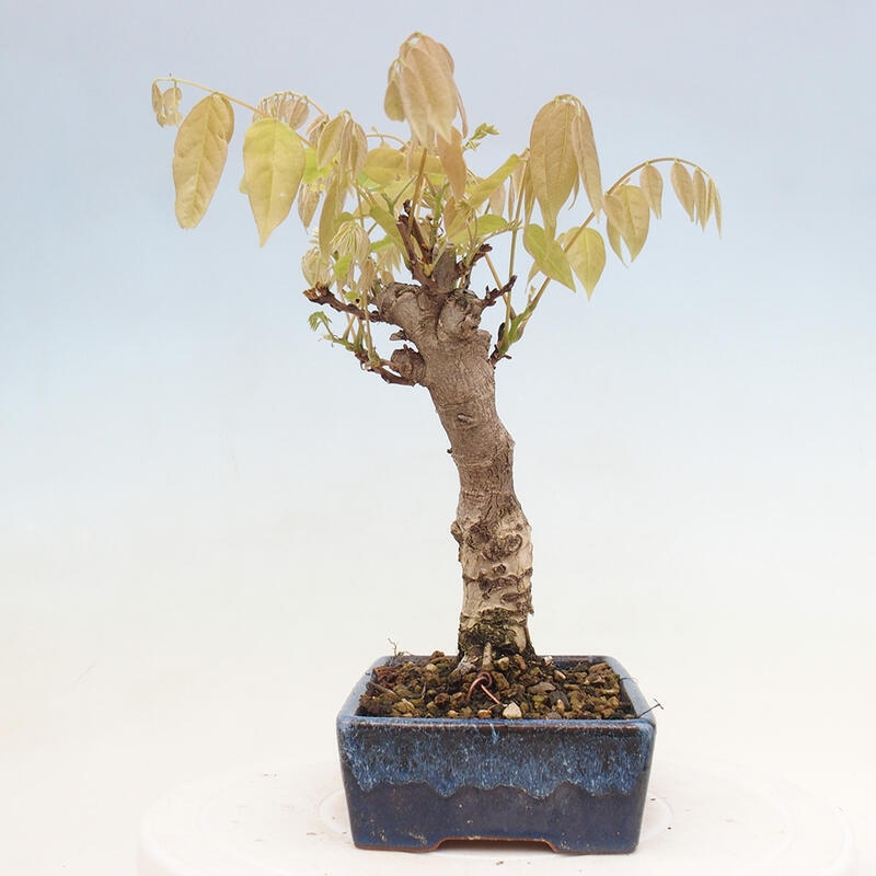 Vonkajšia bonsai - Vistarie kvetnatá - Wisteria floribunda