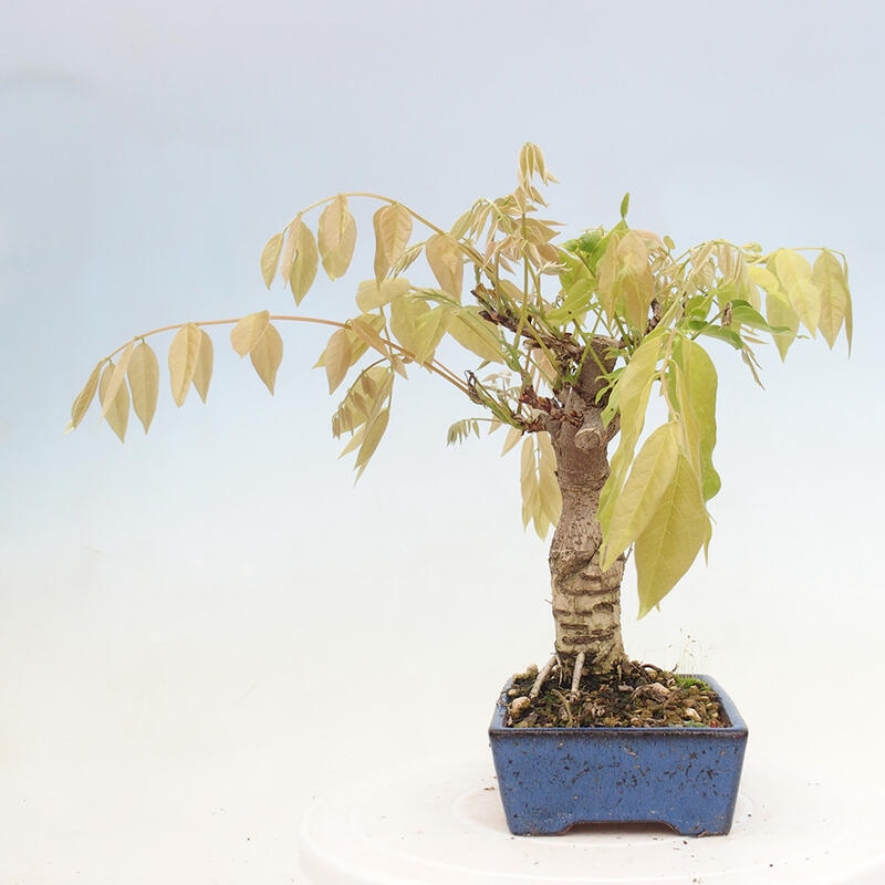 Vonkajšia bonsai - Vistarie kvetnatá - Wisteria floribunda