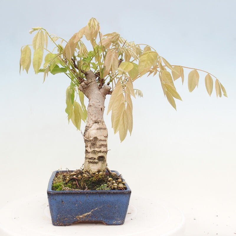 Vonkajšia bonsai - Vistarie kvetnatá - Wisteria floribunda