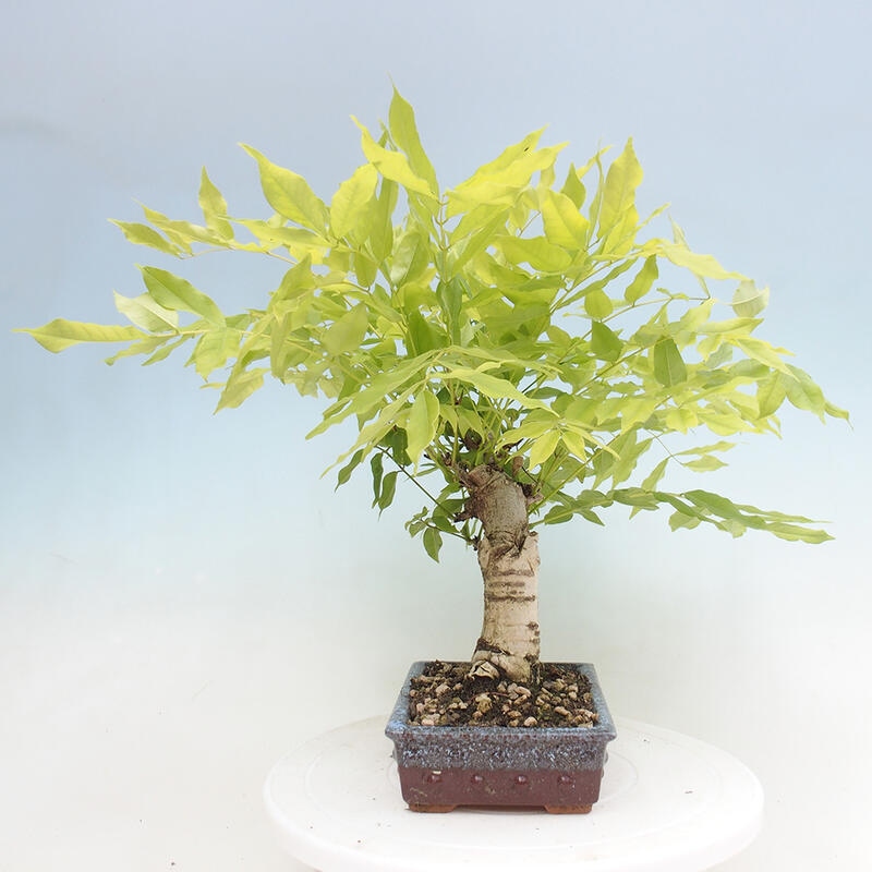 Vonkajšia bonsai - Vistarie kvetnatá - Wisteria floribunda