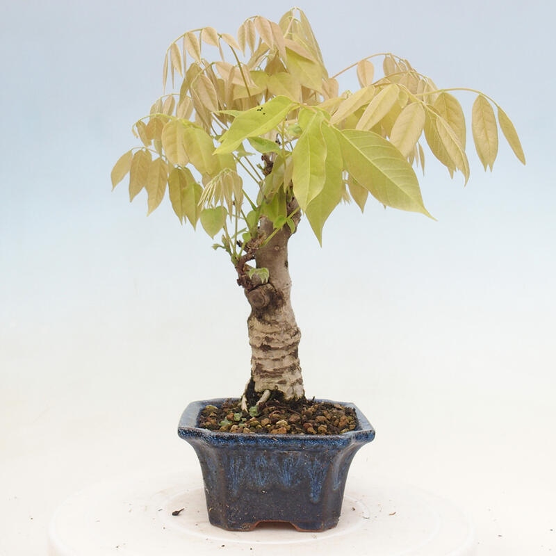 Vonkajšia bonsai - Vistarie kvetnatá - Wisteria floribunda