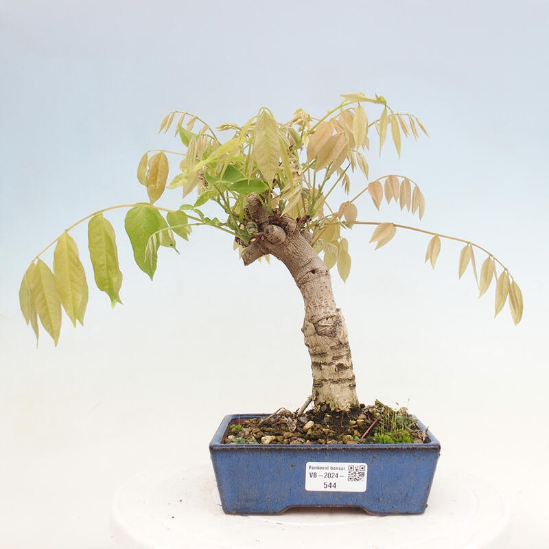 Vonkajšia bonsai - Vistarie kvetnatá - Wisteria floribunda