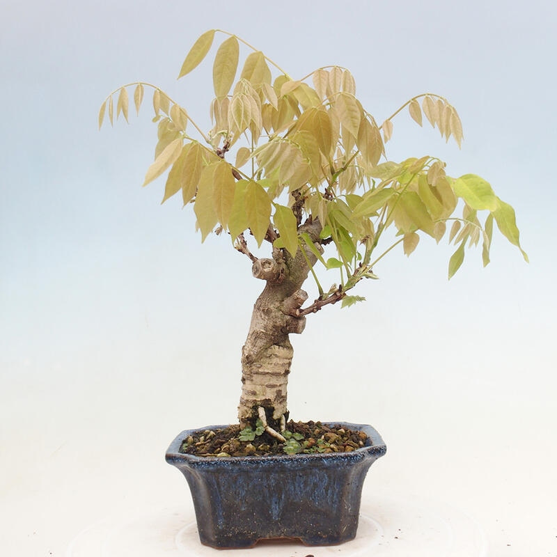 Vonkajšia bonsai - Vistarie kvetnatá - Wisteria floribunda