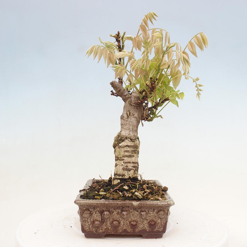 Vonkajšia bonsai - Vistarie kvetnatá - Wisteria floribunda