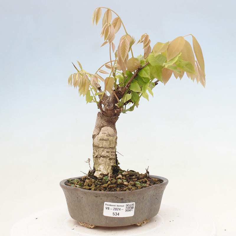 Vonkajšia bonsai - Vistarie kvetnatá - Wisteria floribunda