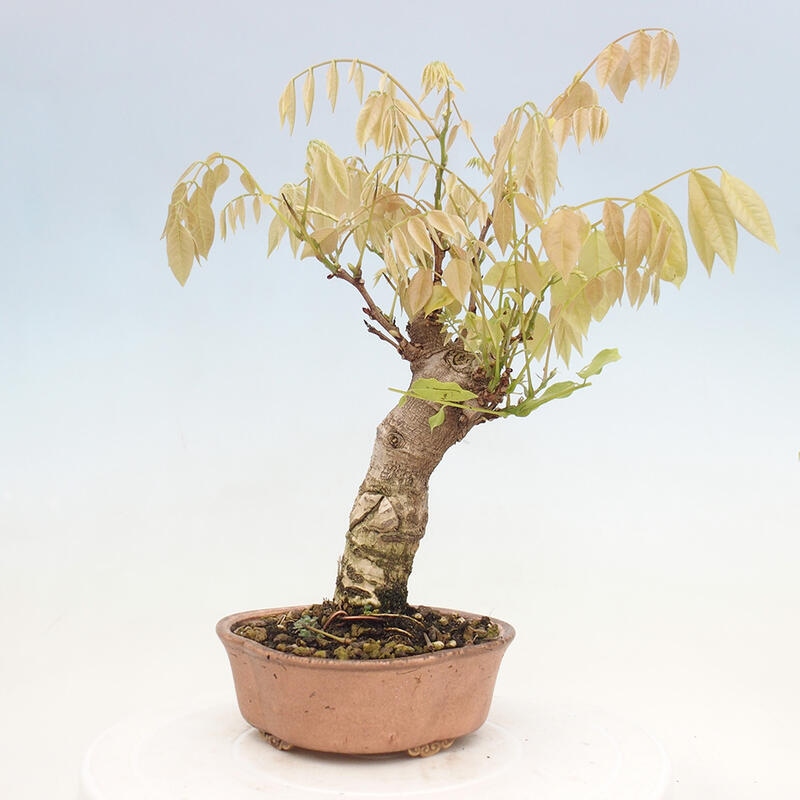 Vonkajšia bonsai - Vistarie kvetnatá - Wisteria floribunda