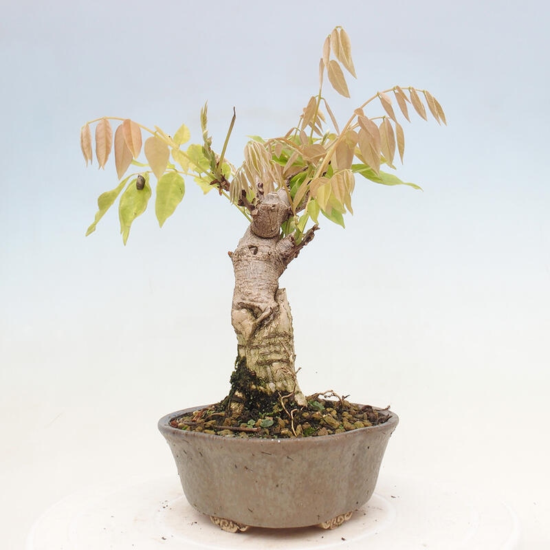 Vonkajšia bonsai - Vistarie kvetnatá - Wisteria floribunda