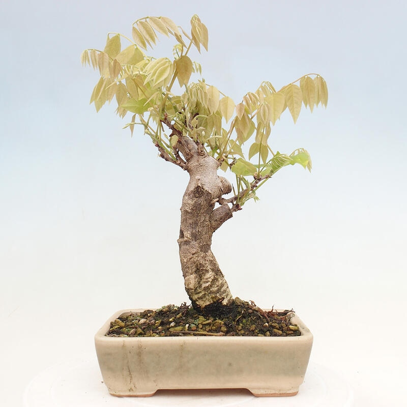 Vonkajšia bonsai - Vistarie kvetnatá - Wisteria floribunda