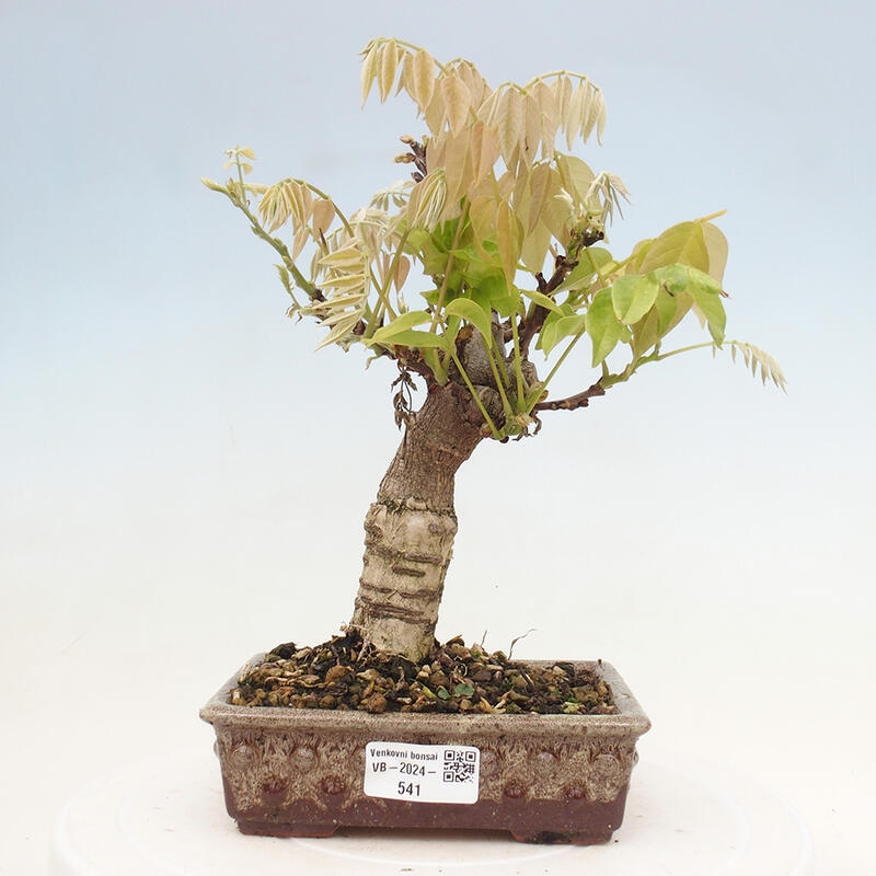 Vonkajšia bonsai - Vistarie kvetnatá - Wisteria floribunda