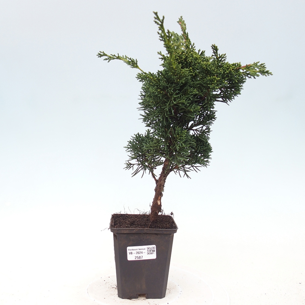 Vonkajšie bonsai - Juniperus chinensis Kishu -Jalovec čínsky