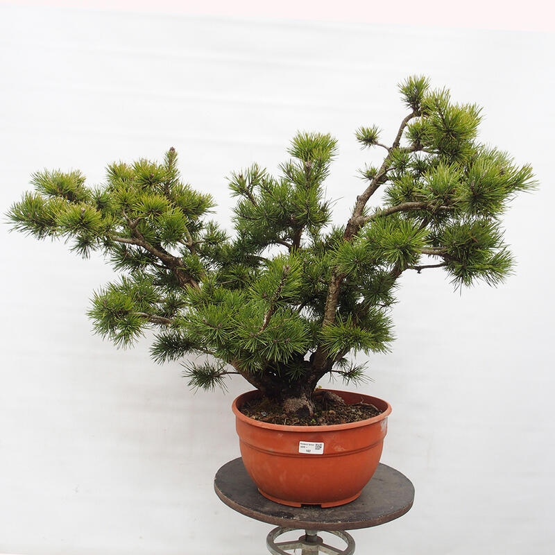 Yamadori - Pinus sylvestris Španielsko