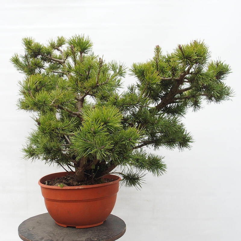 Yamadori - Pinus sylvestris Španielsko