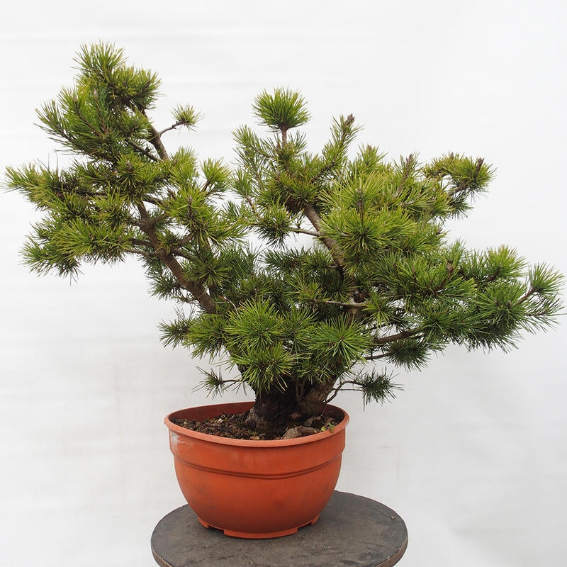 Yamadori - Pinus sylvestris Španielsko