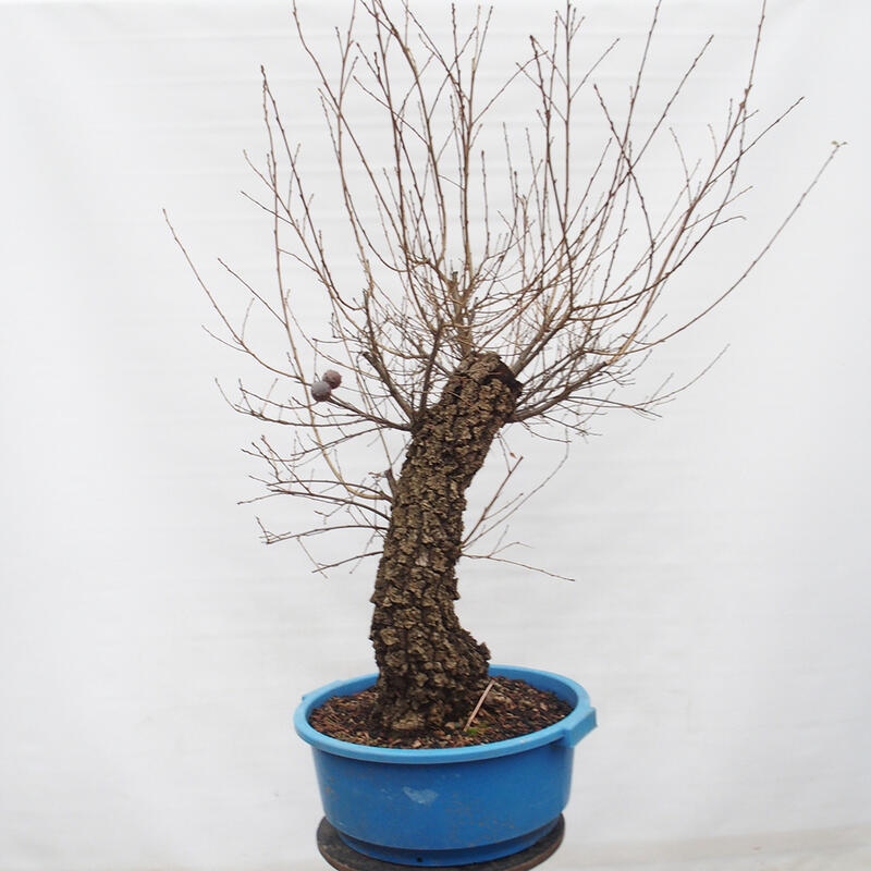 Yamadori - Quercus Ilex -Dub cezmínovitý