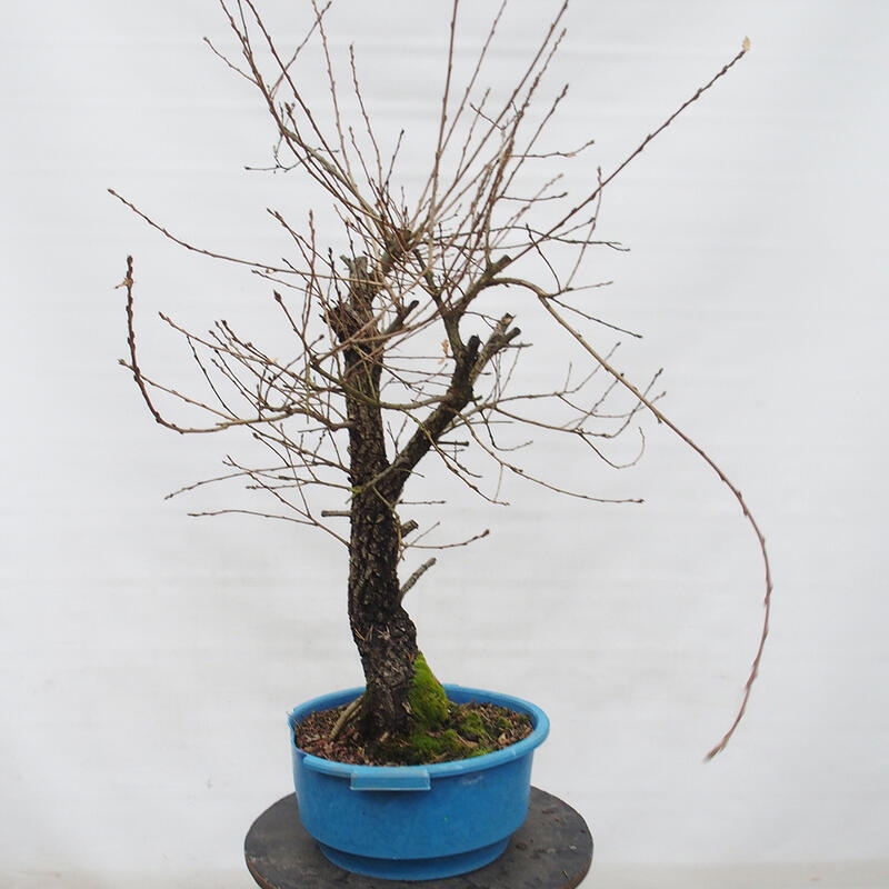 Yamadori - Quercus Ilex -Dub cezmínovitý