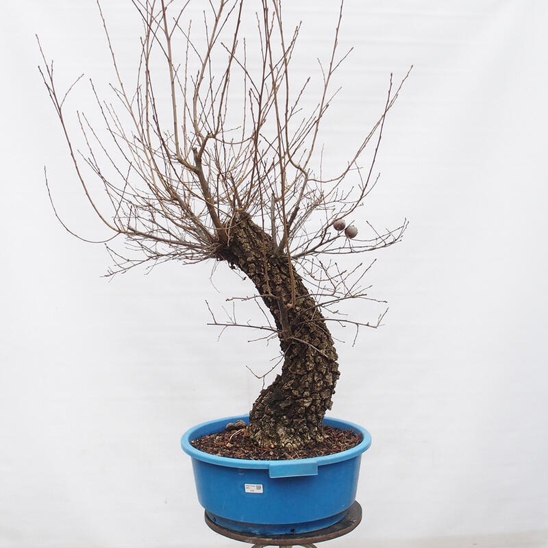 Yamadori - Quercus Ilex -Dub cezmínovitý