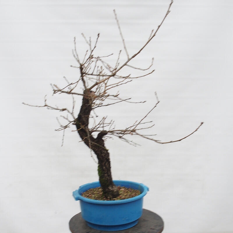 Yamadori - Quercus Ilex -Dub cezmínovitý