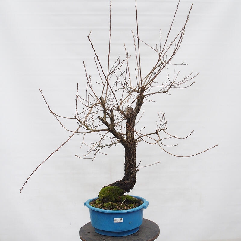 Yamadori - Quercus Ilex -Dub cezmínovitý