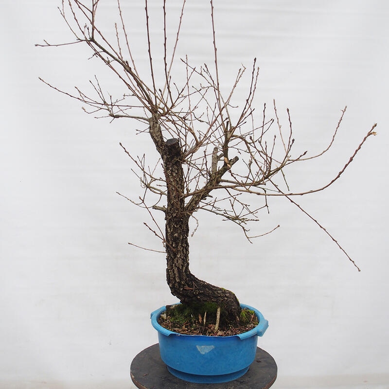 Yamadori - Quercus Ilex -Dub cezmínovitý