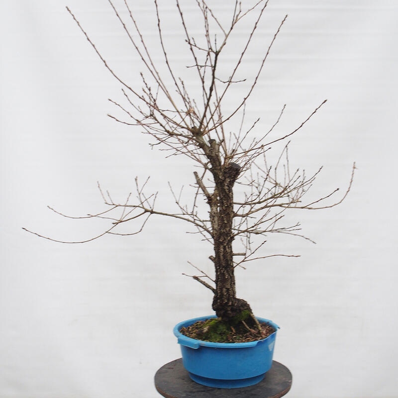 Yamadori - Quercus Ilex -Dub cezmínovitý