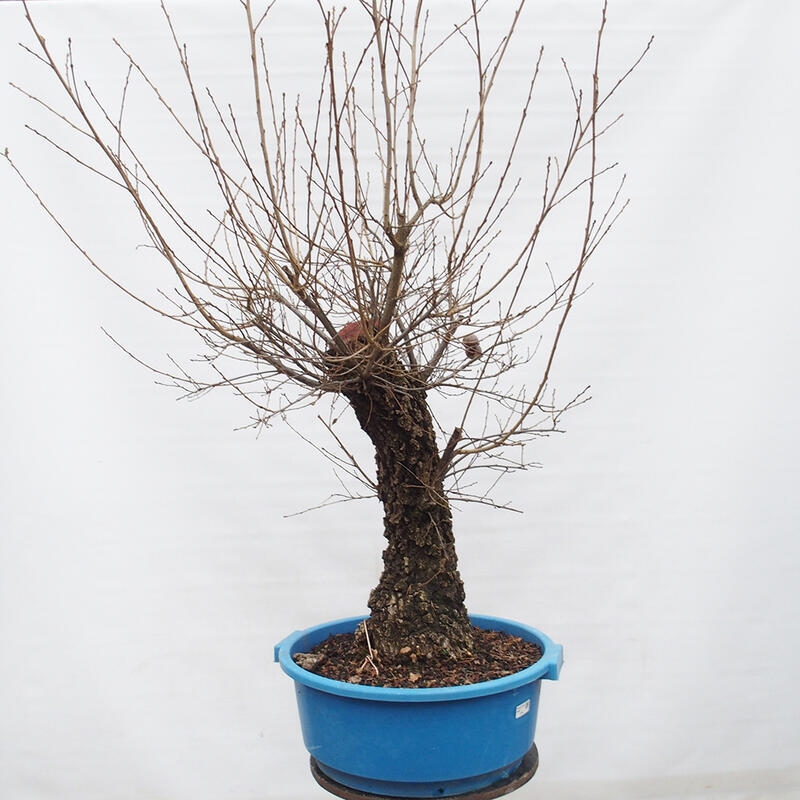 Yamadori - Quercus Ilex -Dub cezmínovitý