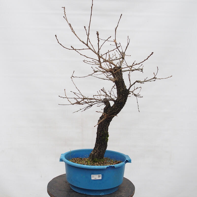 Yamadori - Quercus Ilex -Dub cezmínovitý