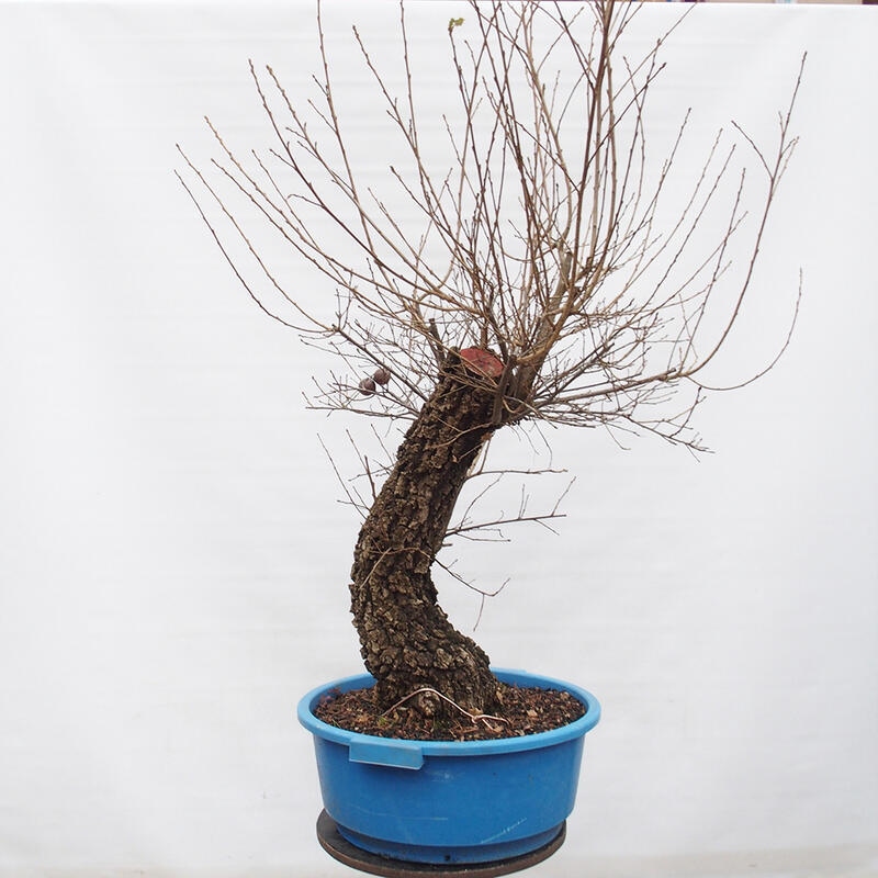 Yamadori - Quercus Ilex -Dub cezmínovitý