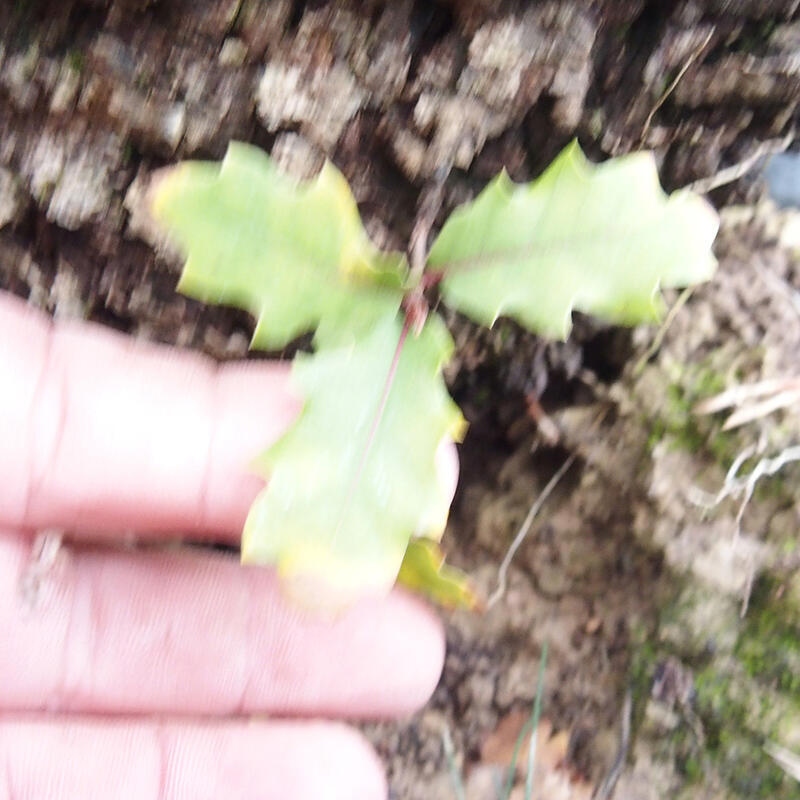 Yamadori - Quercus Ilex -Dub cezmínovitý