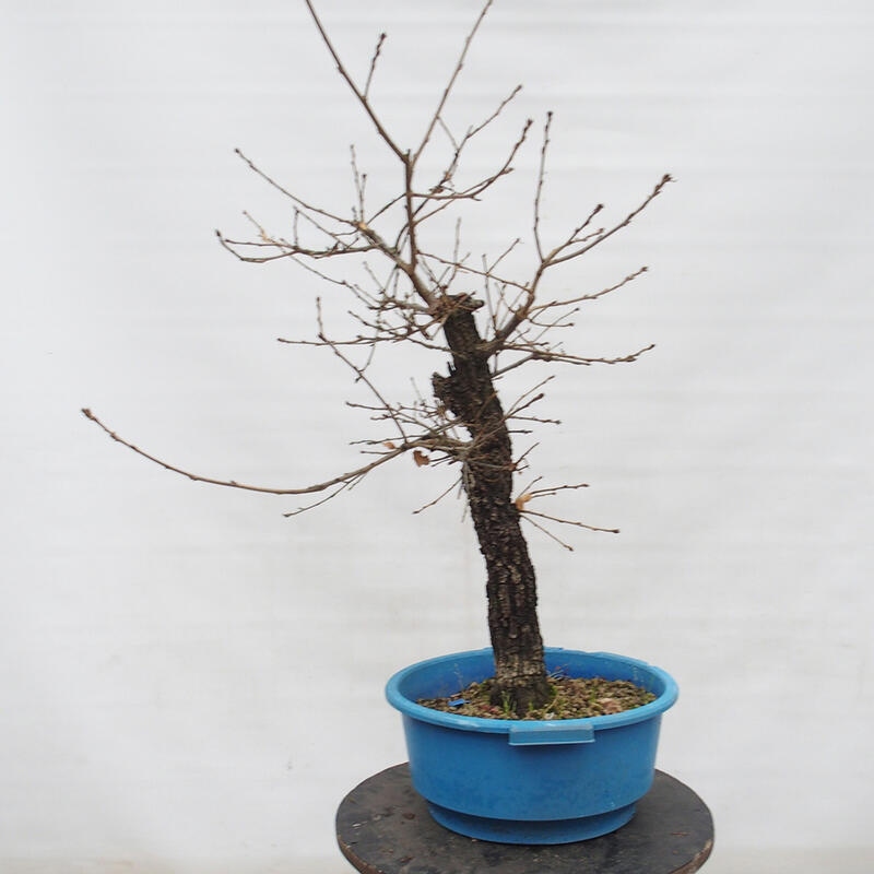 Yamadori - Quercus Ilex -Dub cezmínovitý