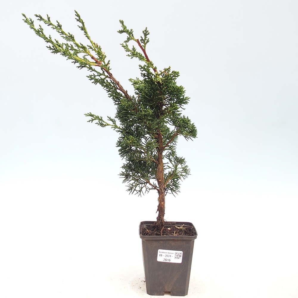 Vonkajšie bonsai - Juniperus chinensis Kishu -Jalovec čínsky