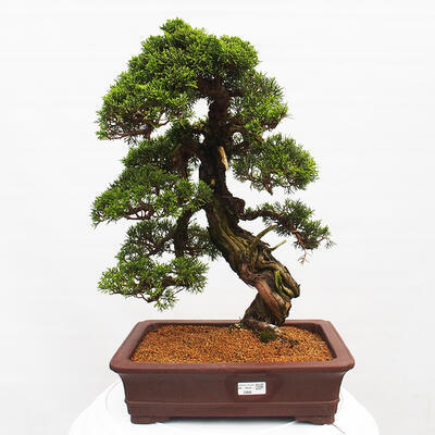 Vonkajší bonsai - Juniperus chinensis Itoigawa -Jalovec čínsky - 1