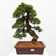 Vonkajší bonsai - Juniperus chinensis Itoigawa -Jalovec čínsky - 1/5