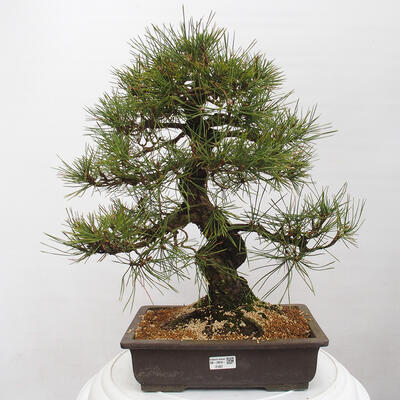 Vonkajšie bonsai - Pinus thunbergii - Borovica thunbergova - 1