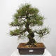 Vonkajšie bonsai - Pinus thunbergii - Borovica thunbergova - 1/5