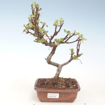 Vonkajšie bonsai - Malus halliana - Maloplodé jabloň VB2020-286 - 1