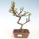 Vonkajšie bonsai - Malus halliana - Maloplodé jabloň VB2020-286 - 1/4