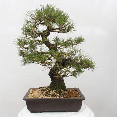 Vonkajšie bonsai - Pinus thunbergii - Borovica thunbergova - 1