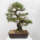 Vonkajšie bonsai - Pinus thunbergii - Borovica thunbergova - 1/5