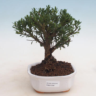 Izbová bonsai - Buxus harlandii -korkový buxus - 1